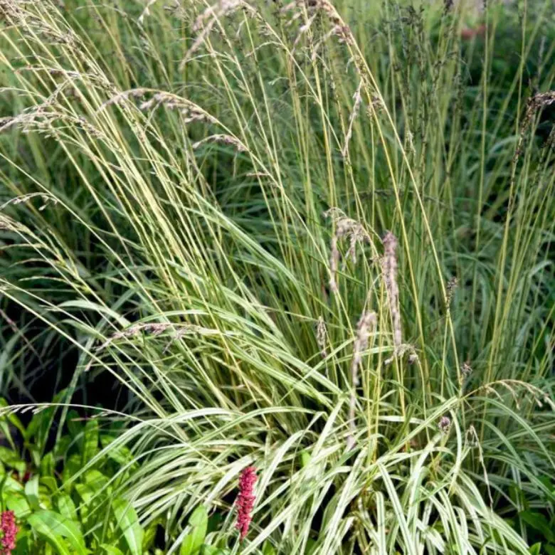 Blåtop 'Variegata' - Potte 2,0 liter