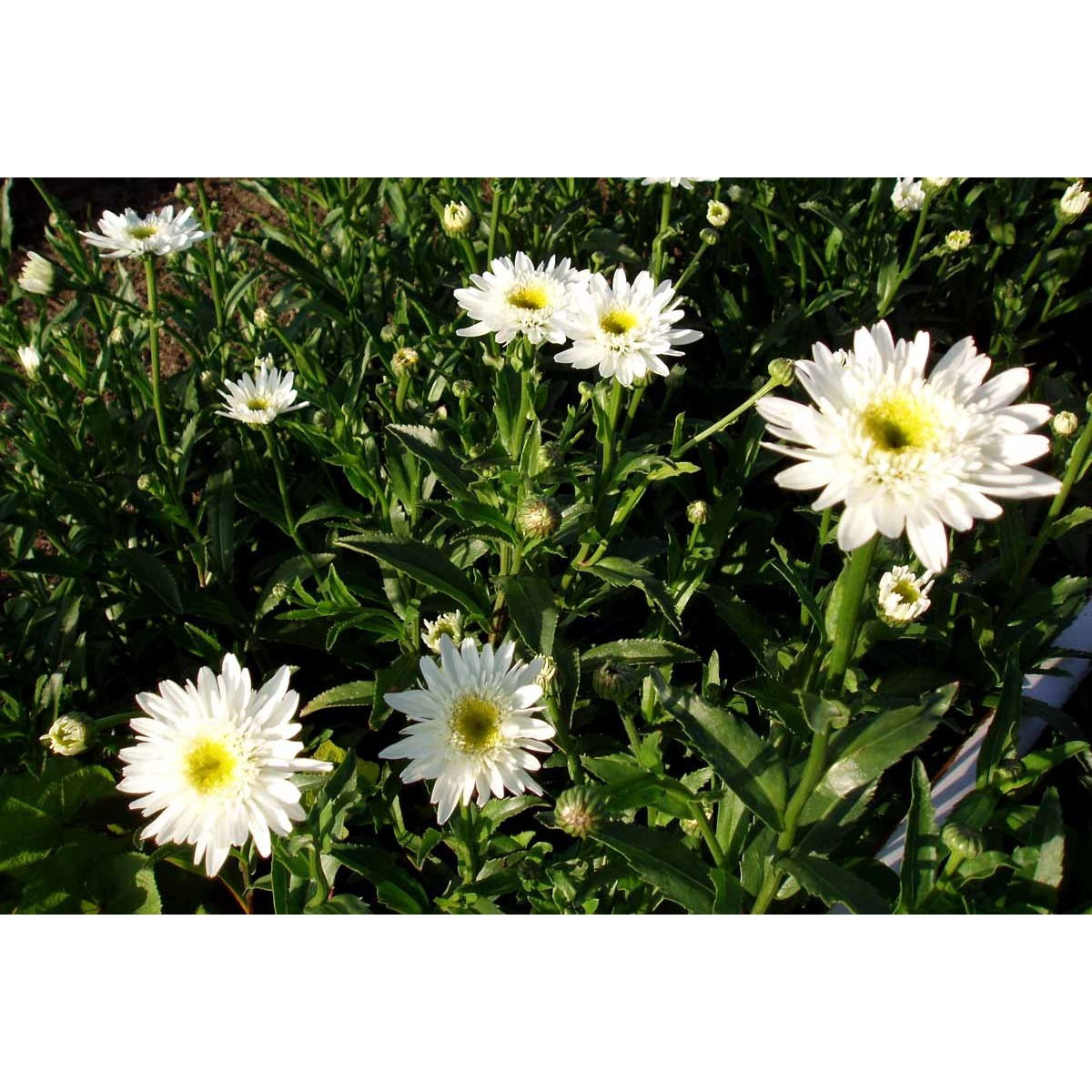 Kæmpemarguerit &apos;Christine Hagemann&apos;