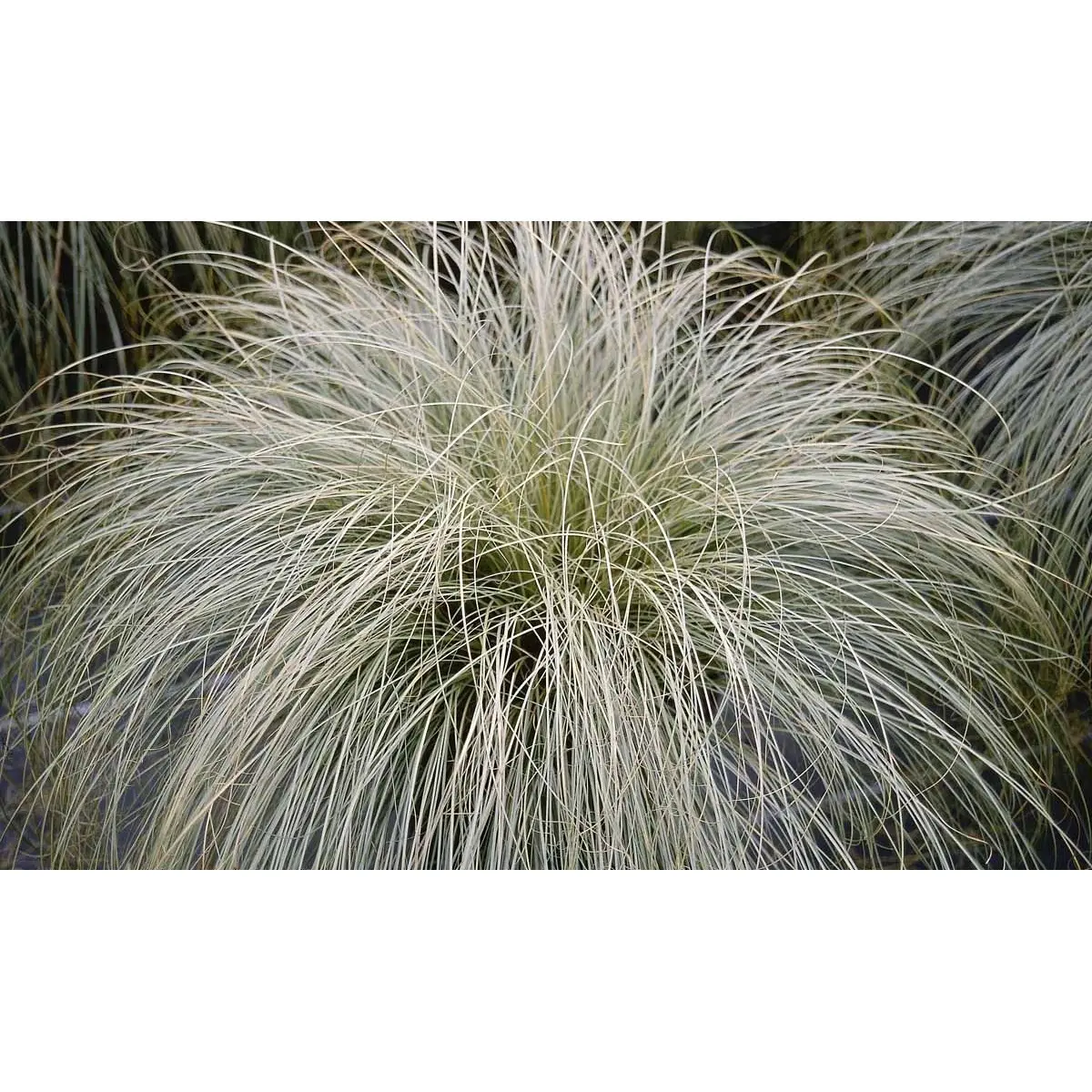 Star 'Frosted Curls' - Potte 1 liter