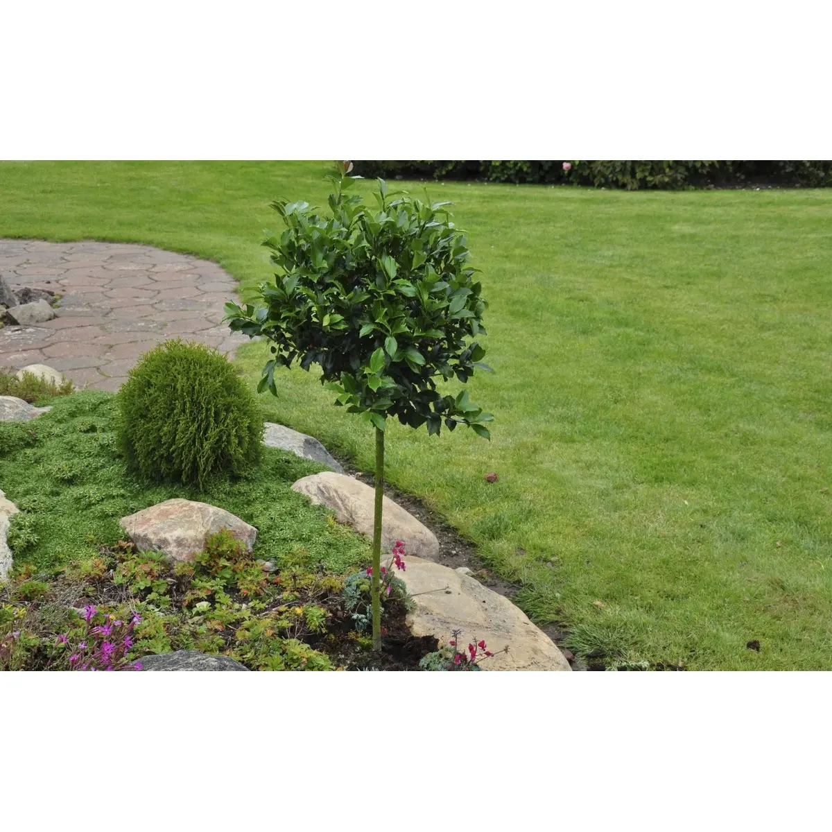 Kristtorn &apos;Blue Prince&apos;