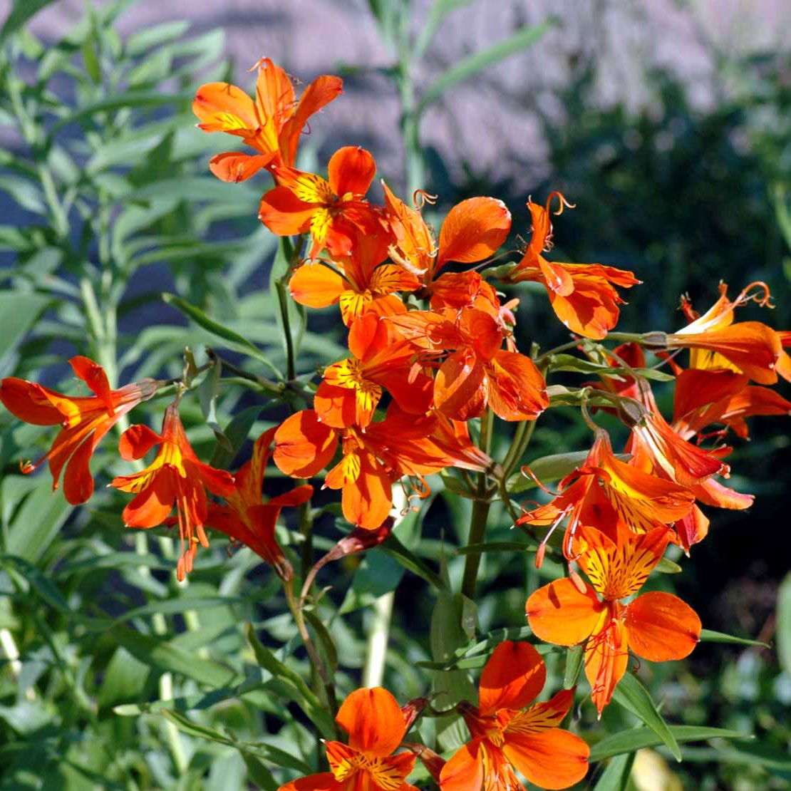 Inkalilje Orange King