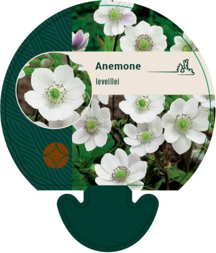 Anemone - Potte 0,8 Liter
