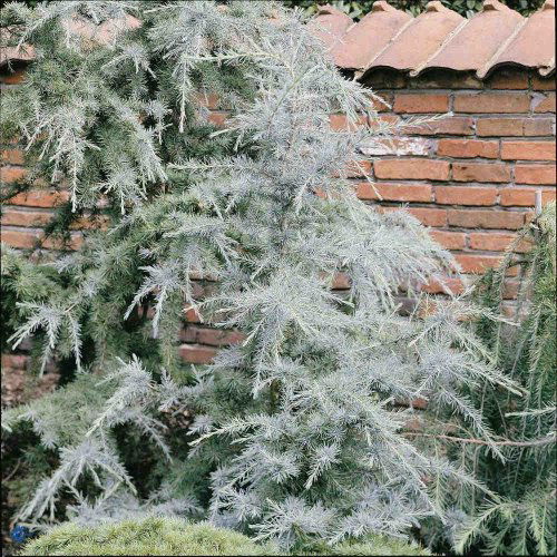 Cedrus deodara Karl Fuchs, Ceder Karl Fuchs, Lavt, smukt og karakteristisk nåletræ Bredt, pyramideformet med hængende grenspidser og hængende topskud Meget blå, lange nåle, 2,5 - 5 cm Særdeles hårdfør sort Sol - halvskygge Alm. havejord
