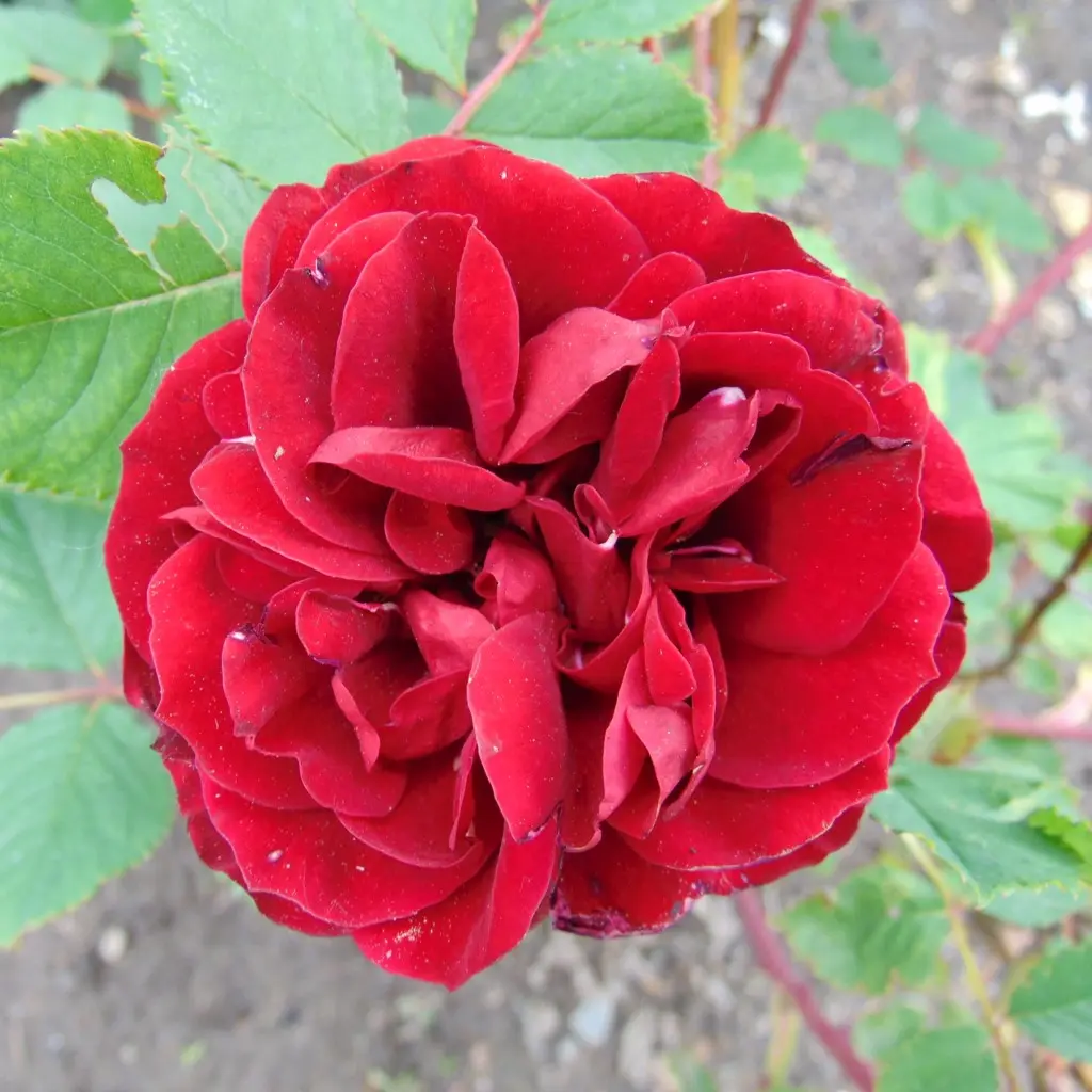 https://commons.wikimedia.org/wiki/File:Rosa_%27Hope_for_Humanity%27,_Jardin_botanique_de_Montr%C3%A9al.jpg