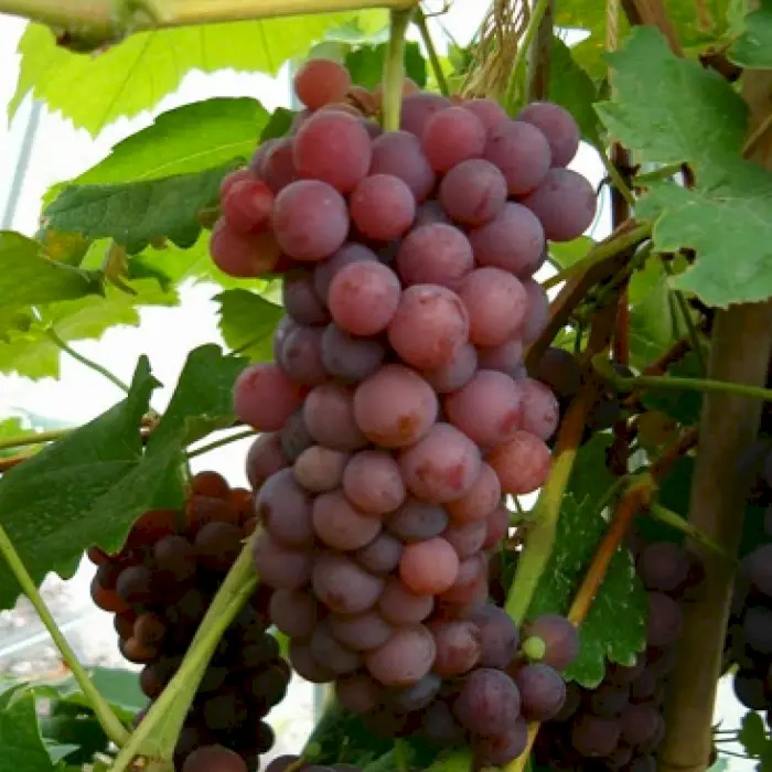 Vin &#39;Vanessa&#39; - Potte 3,0 liter 80-100 cm.