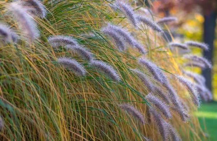 Lampepudsergreas_prydgraes_Pennisetum_alopecuroides