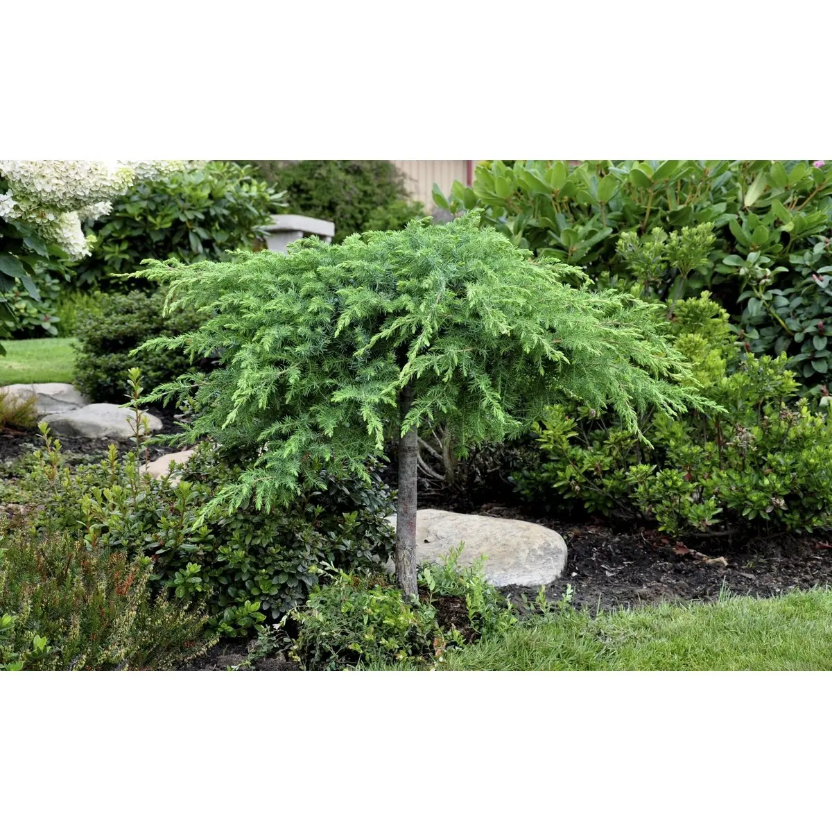 Strand Enebær 'Schlager' - Potte 2,0 liter