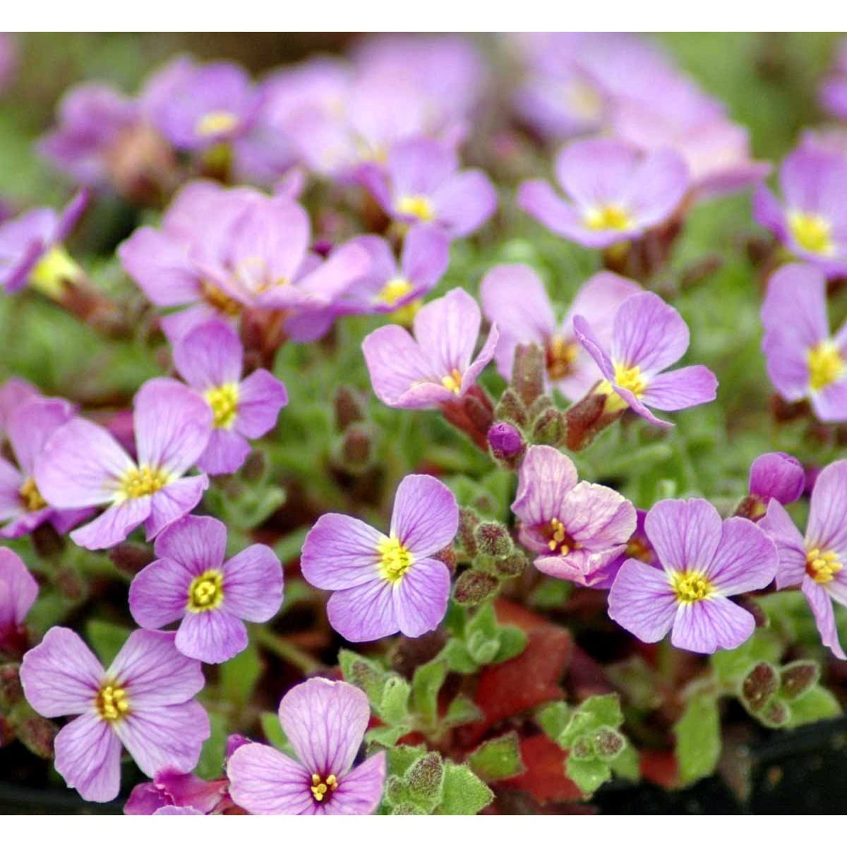 Blåpude 'Florado Blush Bicolour' - 10 cm. Potte