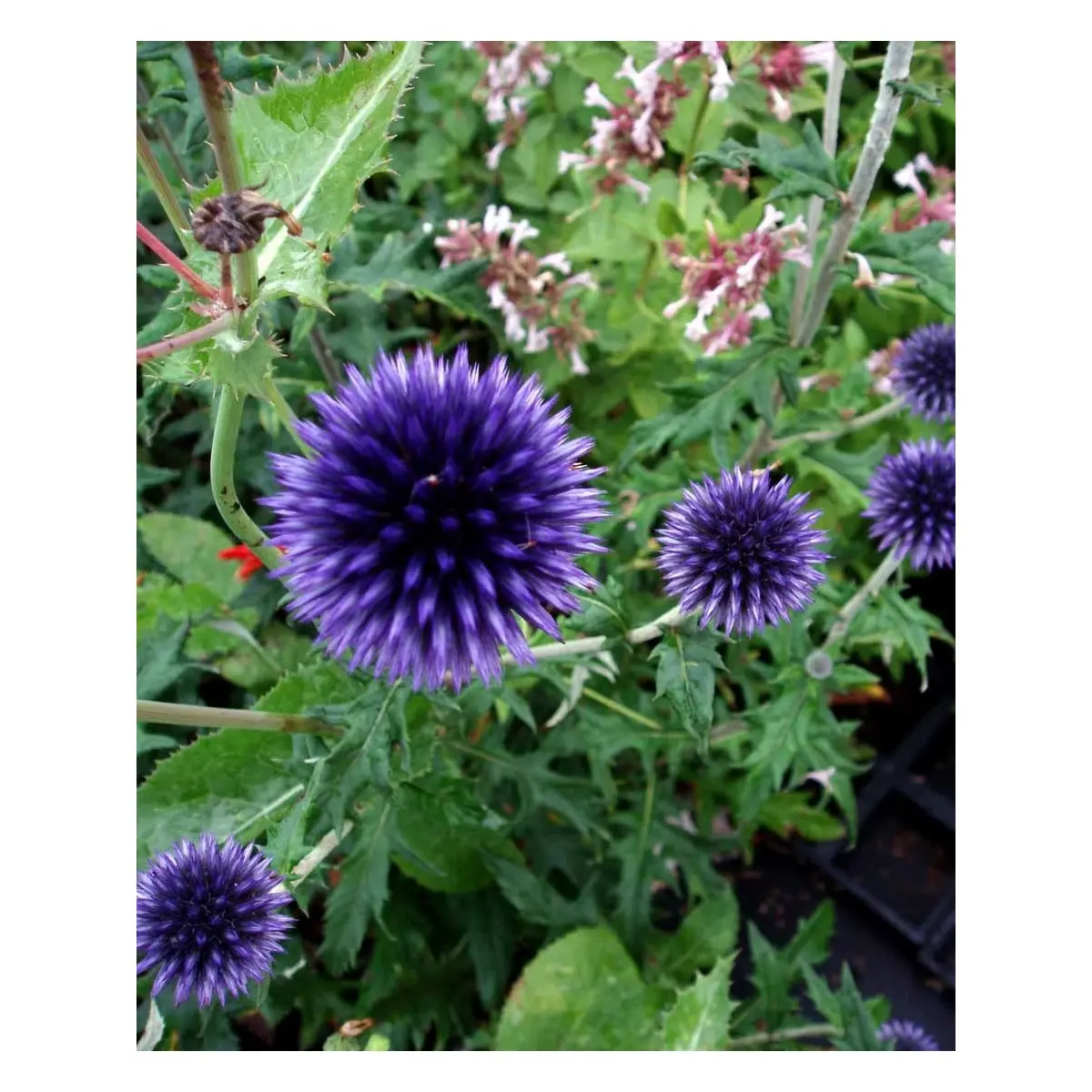 Tidselkugle 'Veitch's Blue' - Potte 1 liter
