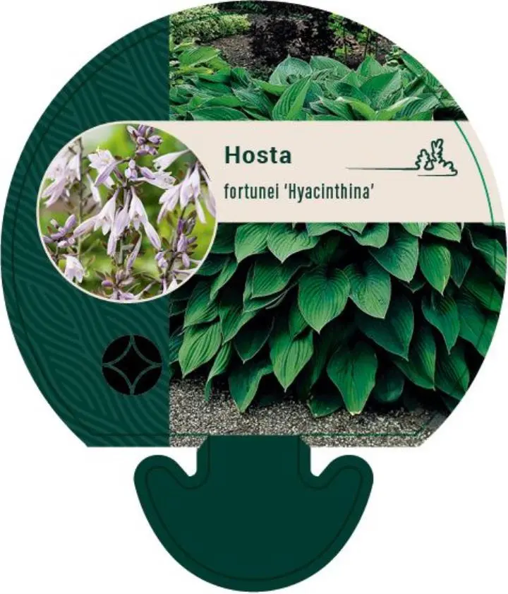 Funkia 'Hyacinthina' - Potte 0,8 Liter