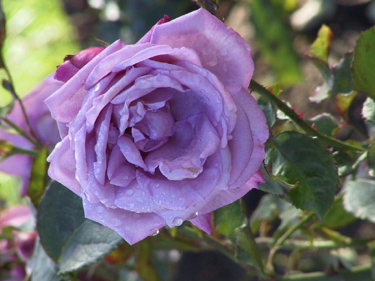 Rosa x Blue Parfum, Buketrose Blue Parfum, Storblomstret middelhøj rose op til 1,2 m høj. Glinsende grønne løvblade. Blomstrer fra juni til oktober måned. Store, fyldte lavendelblå blomster med stærk parfumeret duft. Anvendes i bede og i grupper. Er fuldt