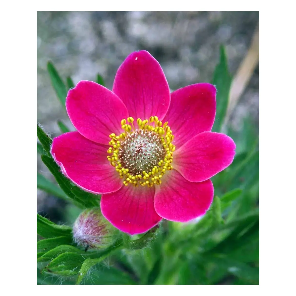 Anemone 'Rubra' - Potte 1 liter