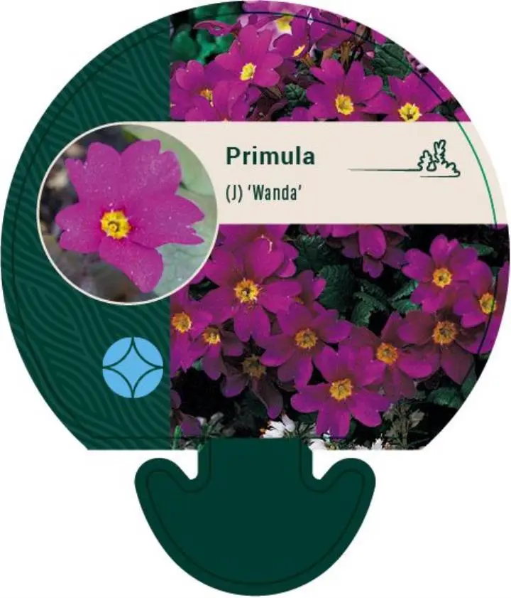 Pudeprimula - Potte 0,8 Liter