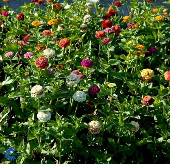 Frøkenhat 'Sunbow mixed'