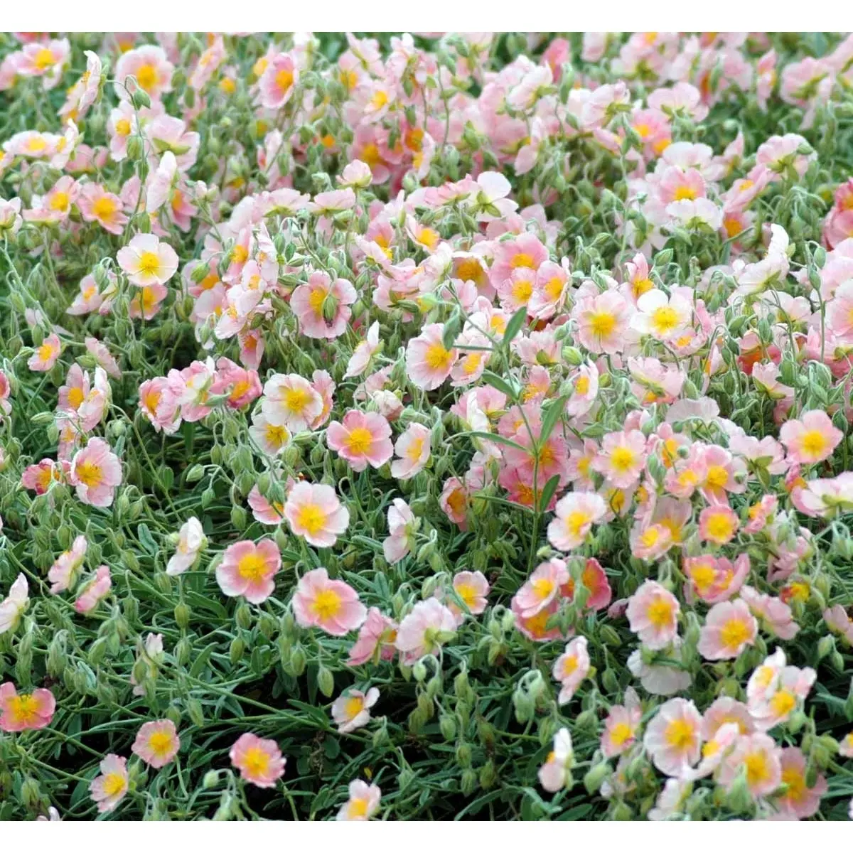 Soløje 'Wisley Pink' - Potte 0,8 Liter