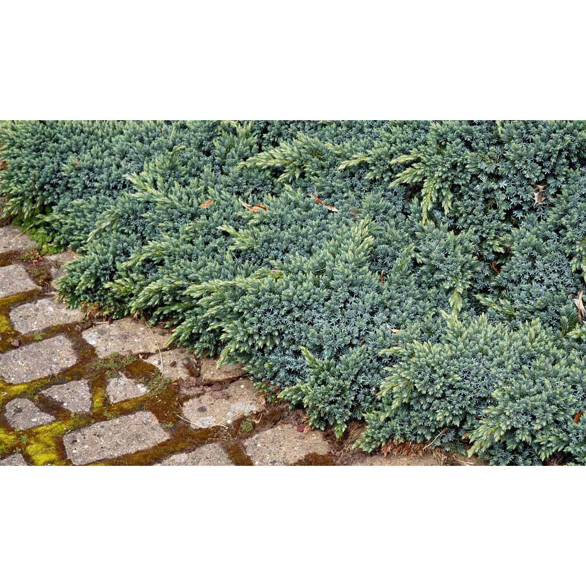 Lavtvoksende Blå Enebær 'Blue Star'