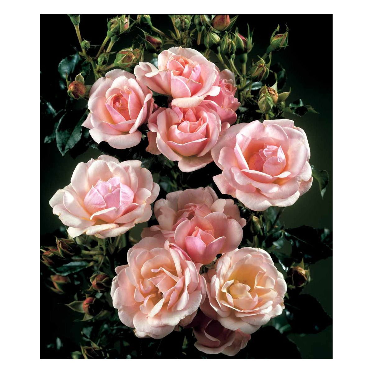 &apos;Rosenborg&apos;™