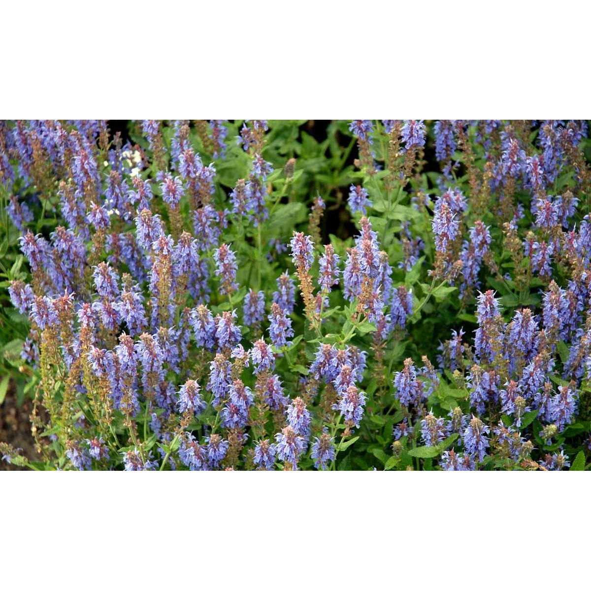 Staude-Salvie 'Blauhügel' - Potte 1 liter