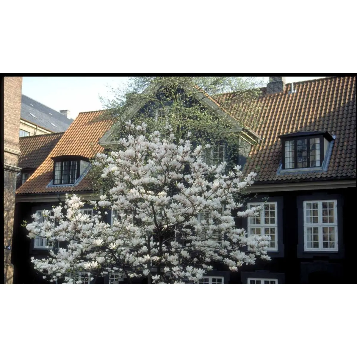 Almindelig Magnolia