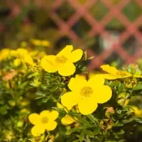 Potentilla