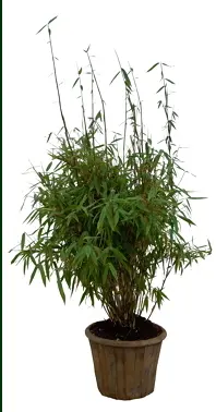 Gul Bambus &apos;Tiny&apos;