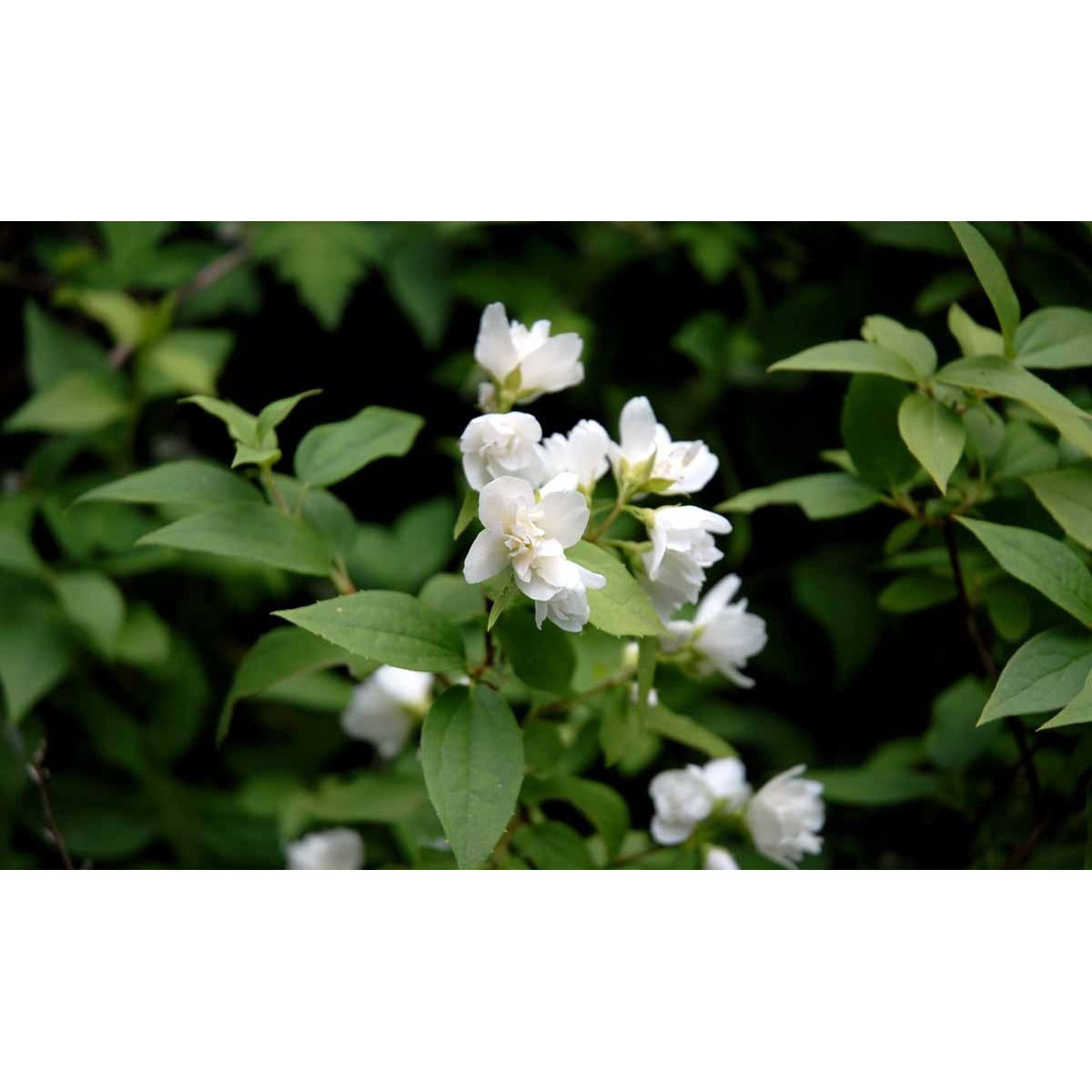 Uægte Jasmin &apos;Manteau d&apos;Hermine&apos;