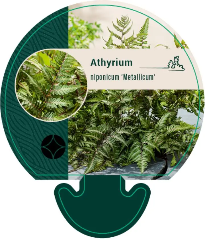 Nipponfjerbregne 'Pictum' ('Metallicum') - Potte 0,8 Liter