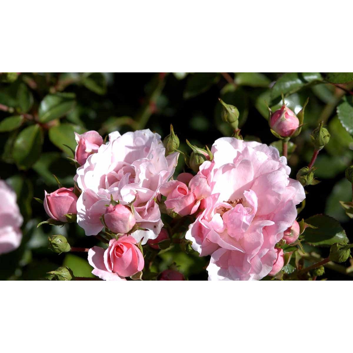 &apos;Bonica 82&apos;