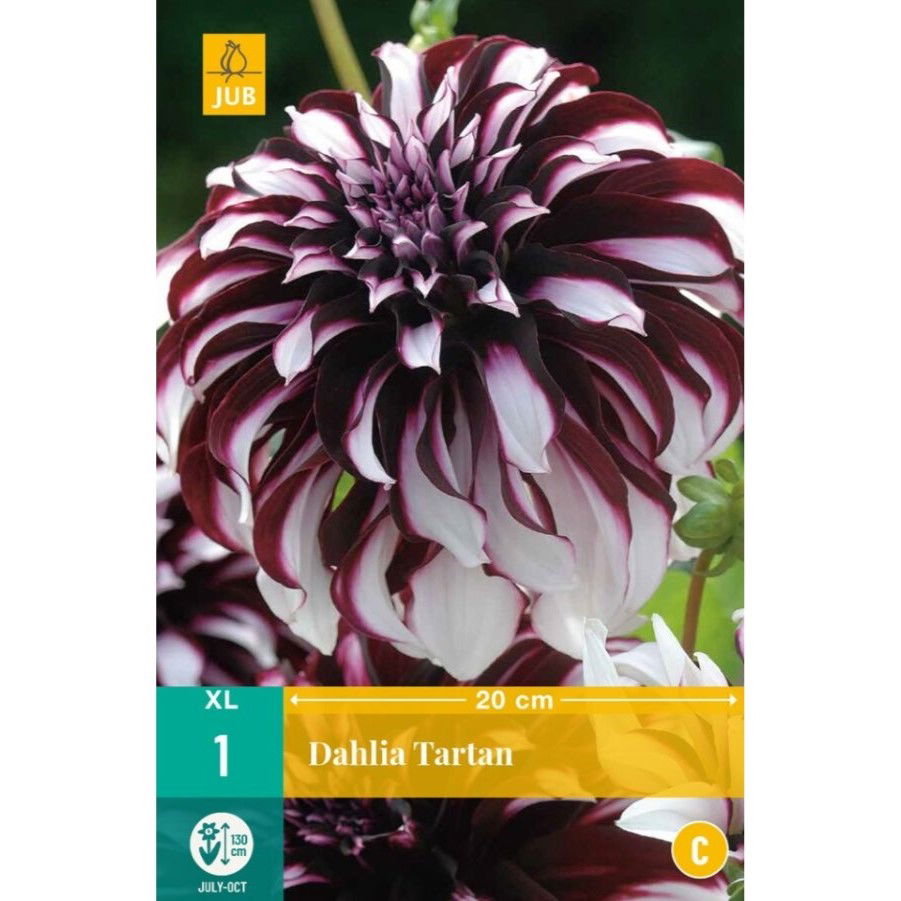Dahlia Tartan
