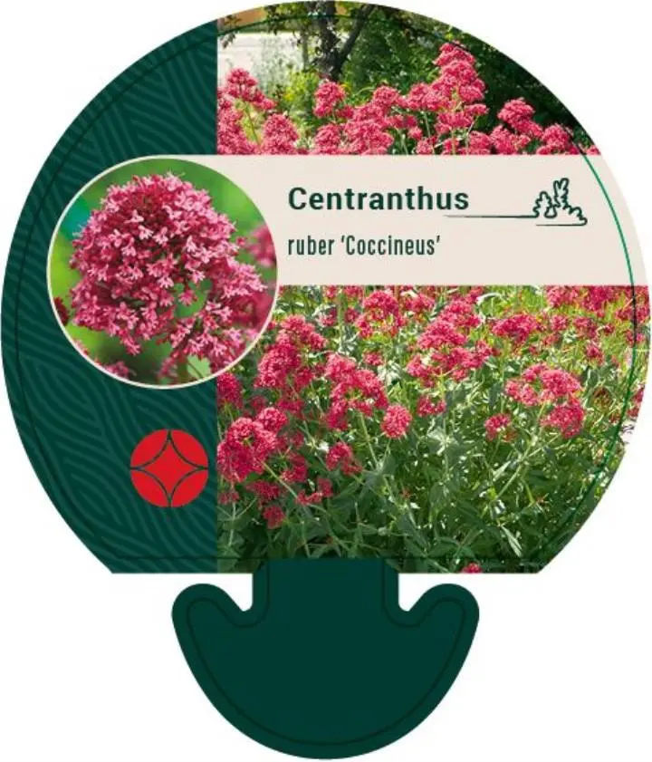 Sporebaldrian 'Coccineus' - Potte 0,8 Liter