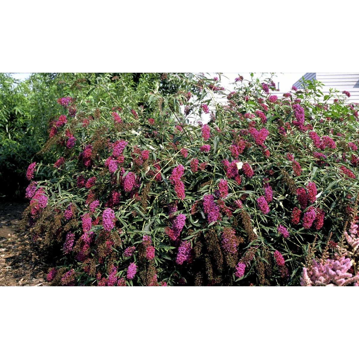 Sommerfuglebusk &apos;Nanhoe Purple&apos;