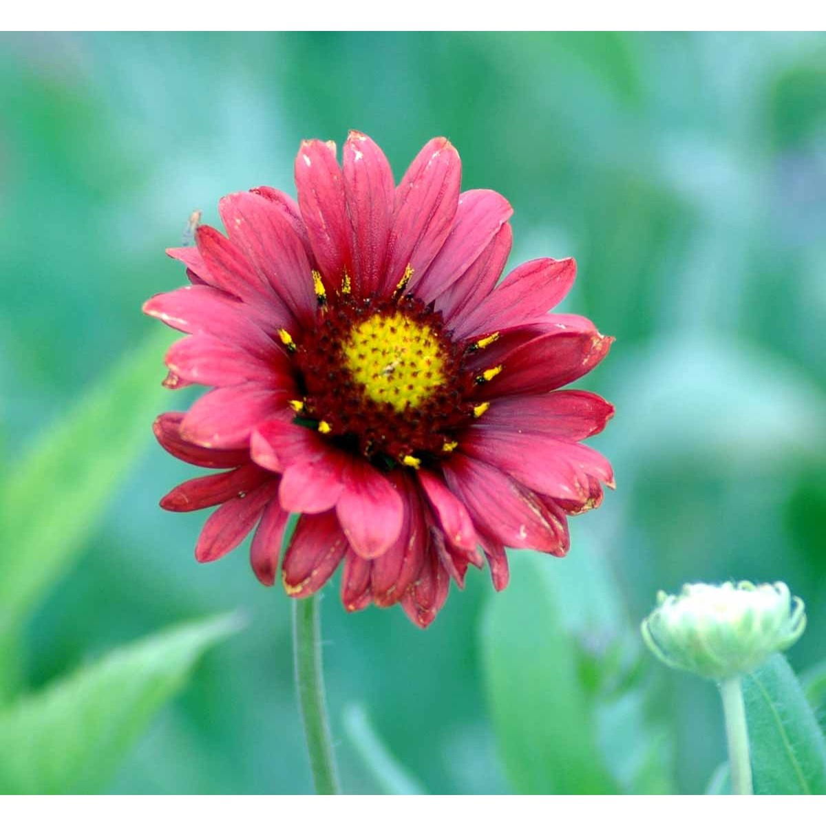 Kokardeblomst &apos;Burgunder&apos;