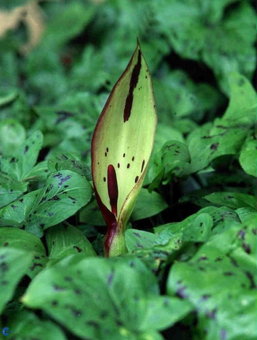Arum maculatum, Italiensk Ingefær, 30 cm høj staude Løvet er brunplettet Blomsterne er hvidgrøn og herefter kommer røde frugter Blomstrer i april til maj Trives bedst i halv skygge eller skygge 9 planter pr. m2