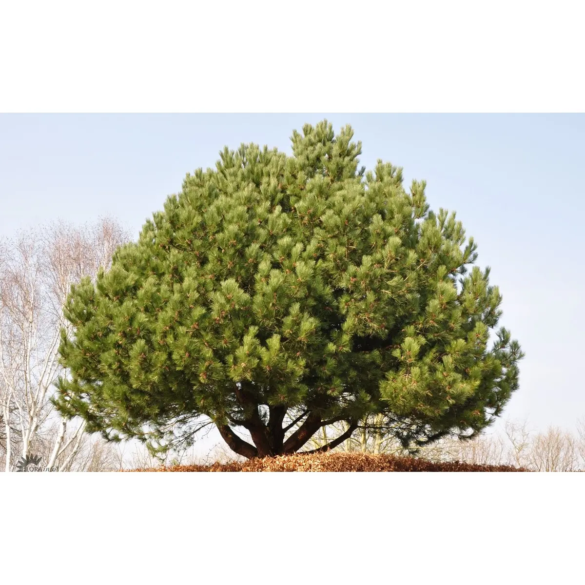 Østrigsk Fyr &apos;Nigra&apos;