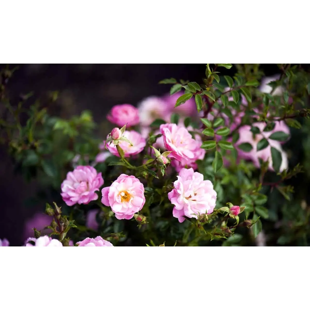 'Easy Cover'Â® - A-Kvalitet,- barrods roser min. 3 grene