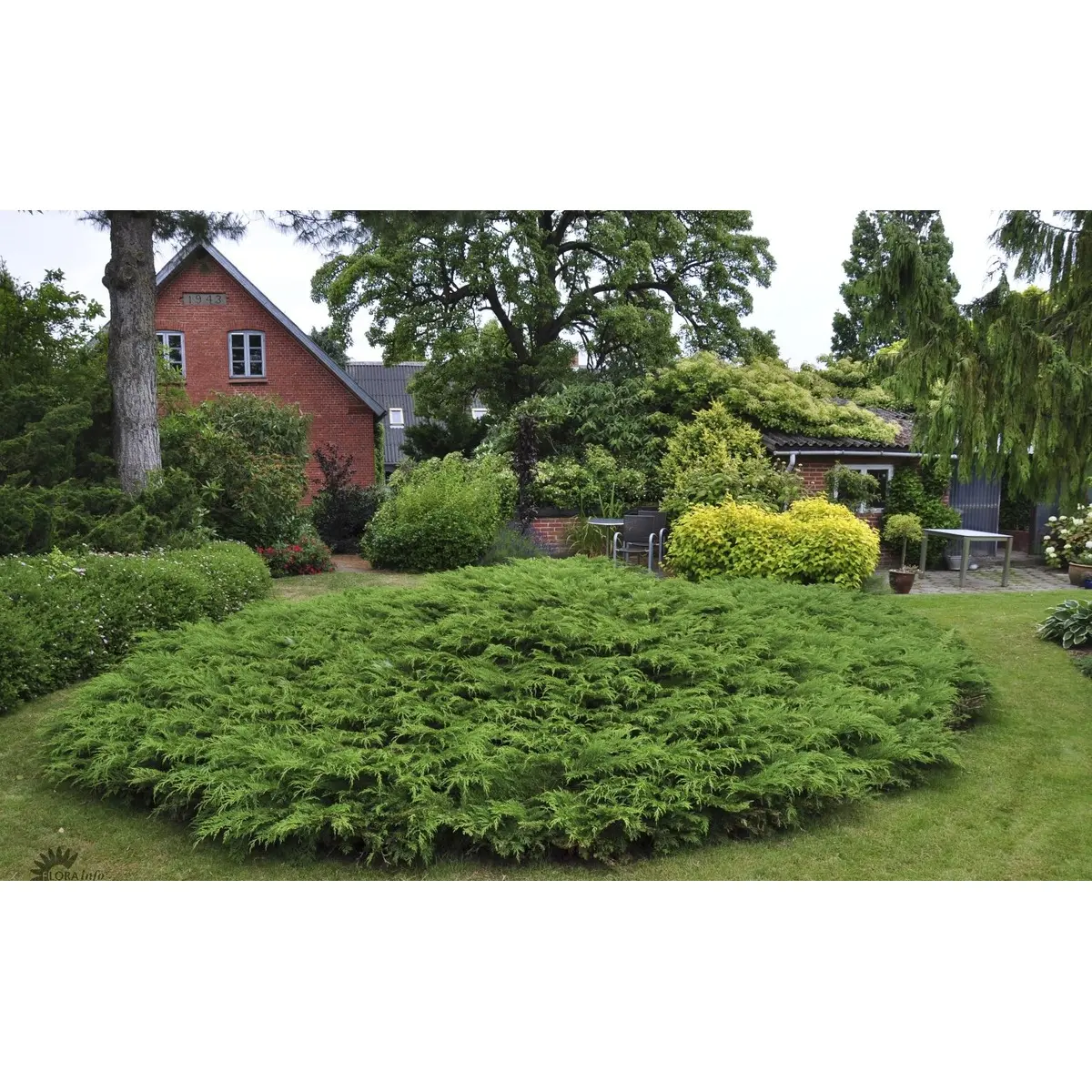 Østsibirisk Enebær