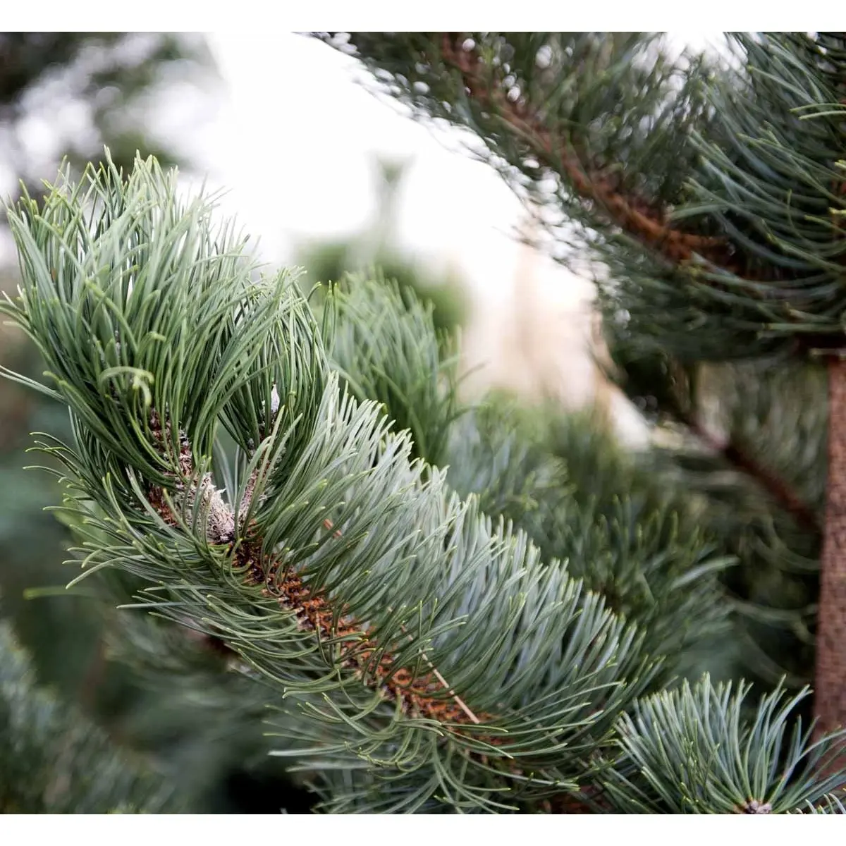 Østrigsk Fyr &apos;Oregon Green&apos;