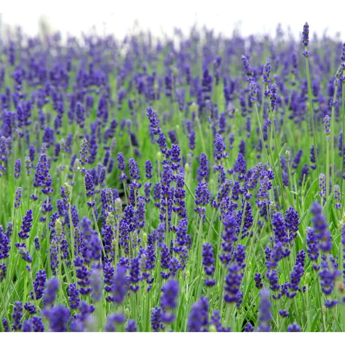 Lavendel 'Hidcote Blue'