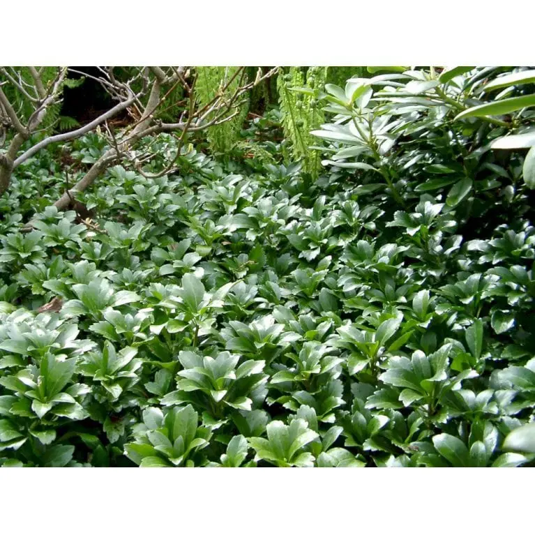 Pachysandra terminalis Green Carpet, Vinterglans Green Carpet, Beskrivelse: Smuk og tæppedannende bunddækkeplante til surbund. Den har friskgrønne blanke stedsegrønne blade, som vokser i roset. Den breder sig villigt med rodskud. Blomst og bær: I maj skyd