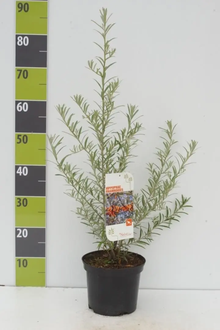 Havtorn (ej kønssorterede) - Potte 3,0 liter