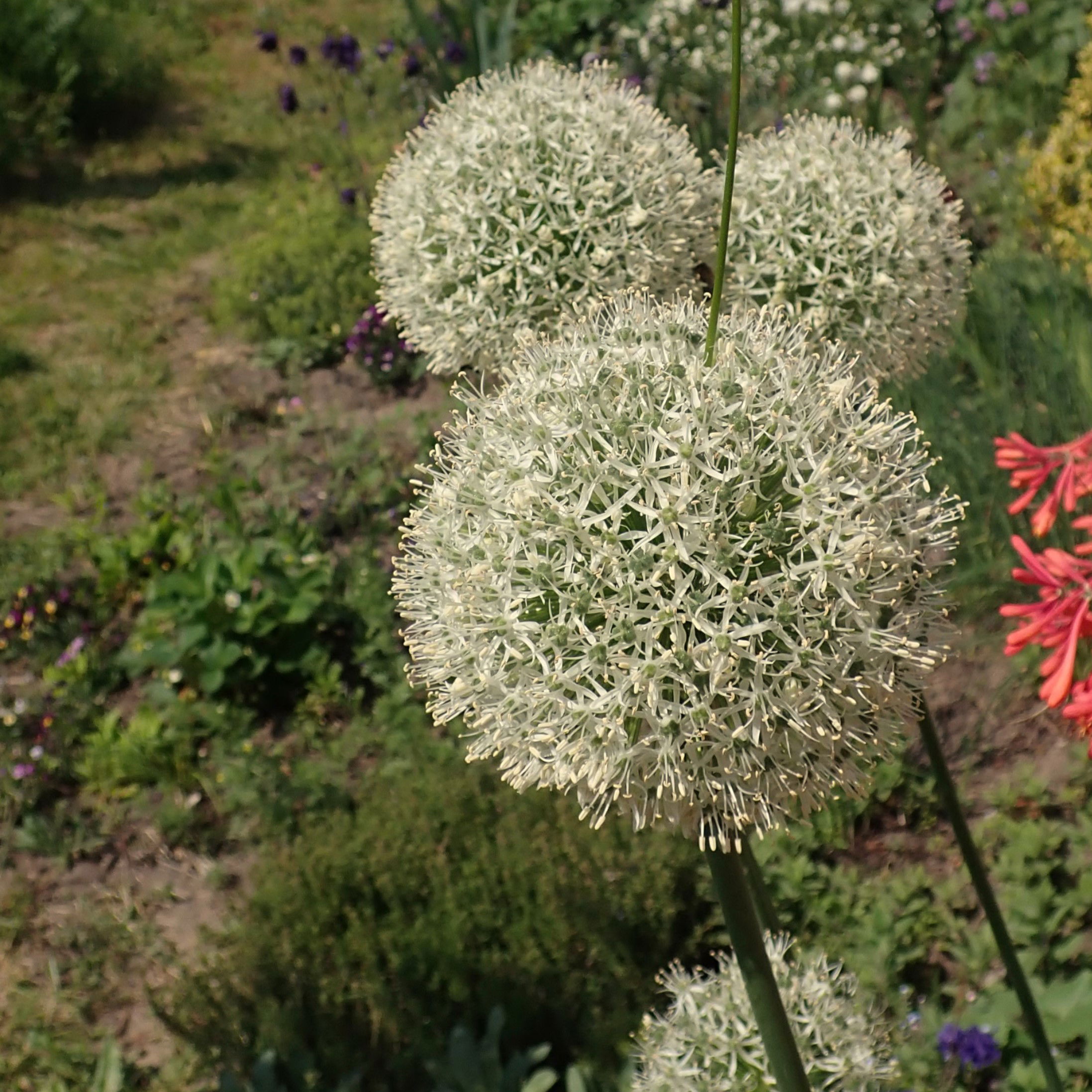 Prydløg Mount Everest