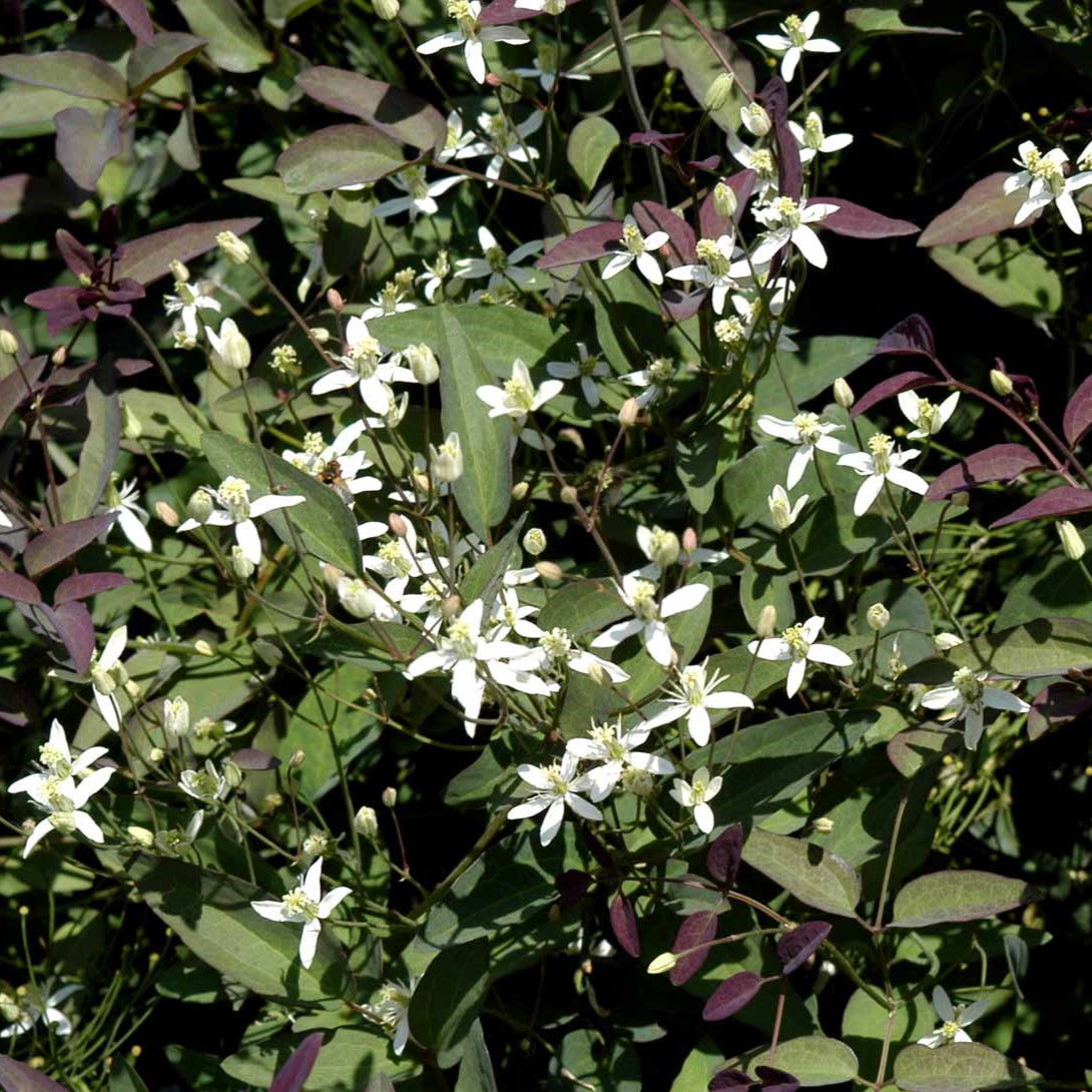 Staudeklematis Purpurea