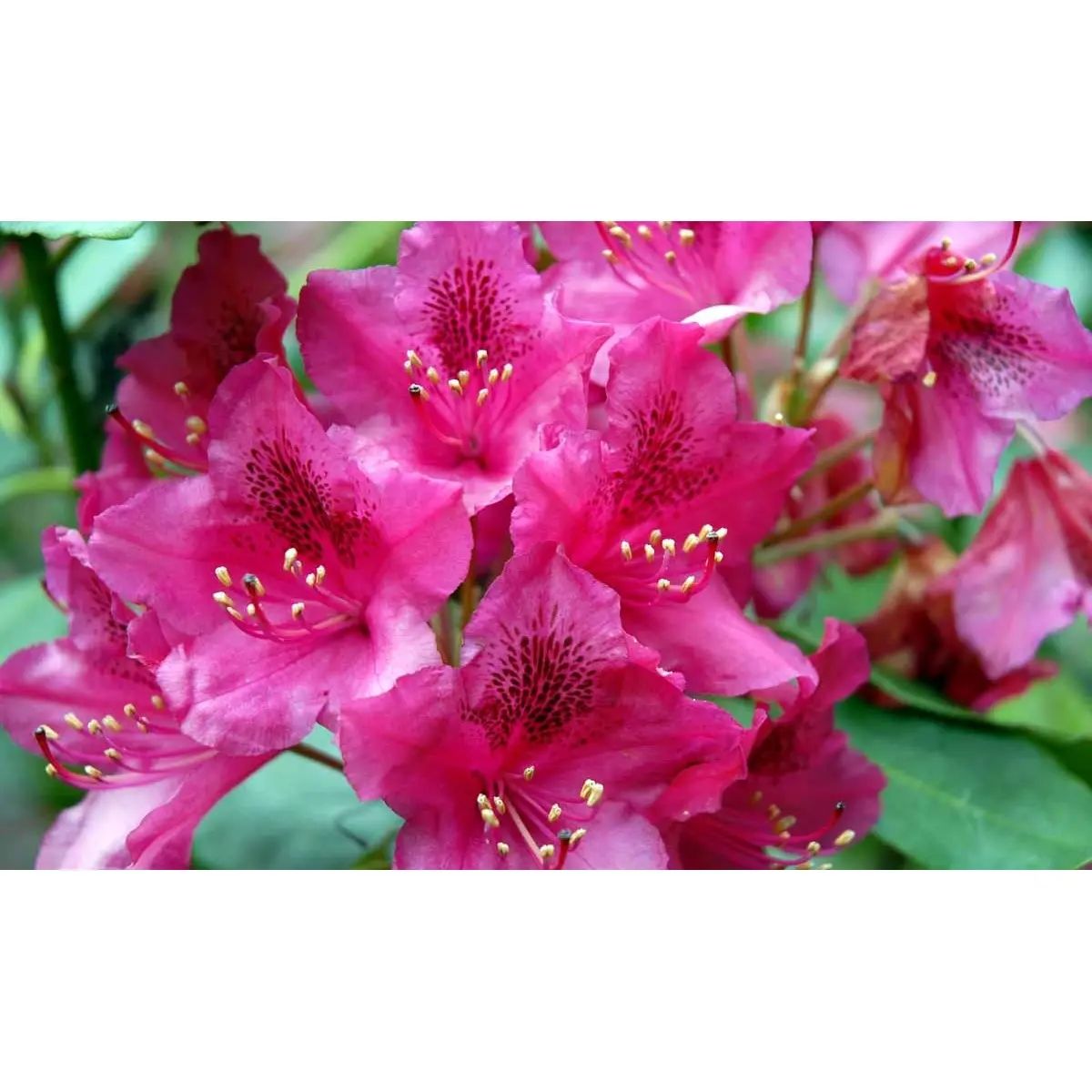 &apos;Nova Zembla&apos;