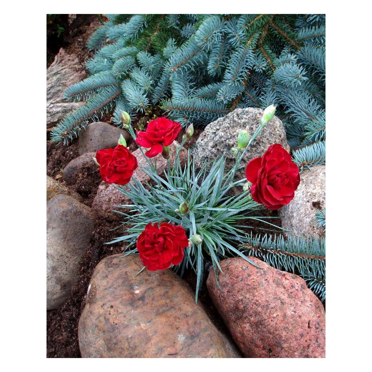 Fjernellike &apos;Desmond&apos;