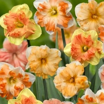 Påskelilje 'Butterfly' mix