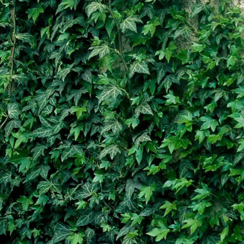 Småbladet Efeu &apos;Plattensee&apos;