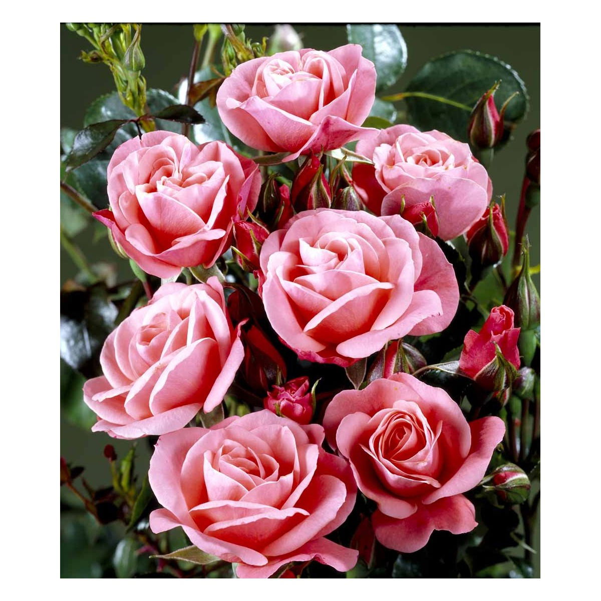 &apos;Fredensborg&apos;™