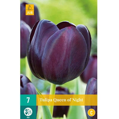 Tulipan Queen of Night