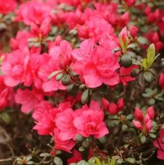 &apos;Canzonetta&apos;