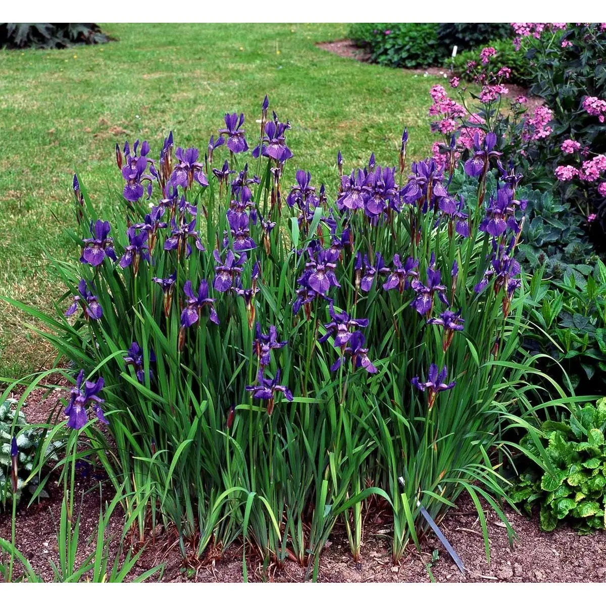 Sibirisk Iris 'Heavenly Blue' - Potte 1 liter